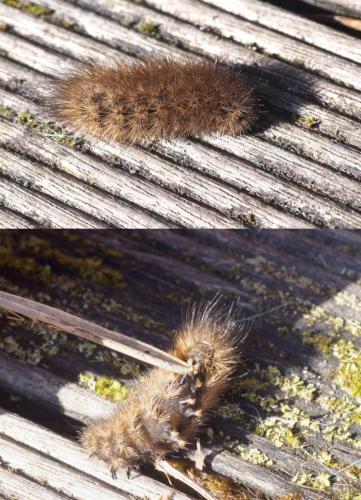 Phragmatobia fuliginosa