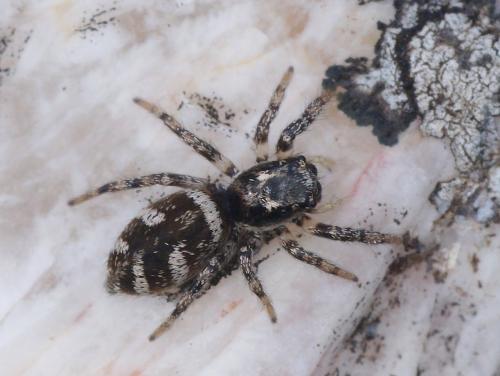 Réf. 200 370 : Salticus scenicus