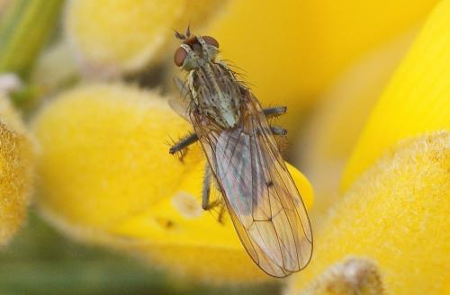 Scathophaga stercoraria
