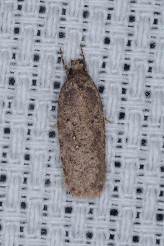 Réf. 200 417 : Agonopterix sp.