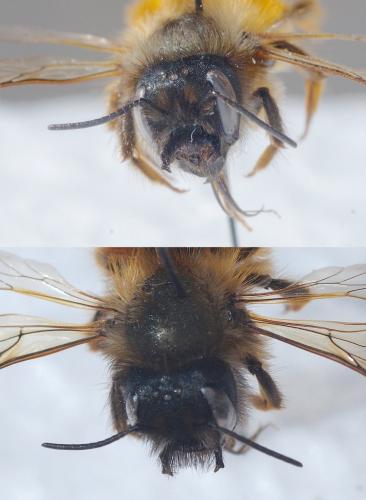 Réf. 200 826 : Osmia bicornis