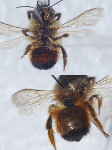 Réf. 200 827 : Osmia bicornis