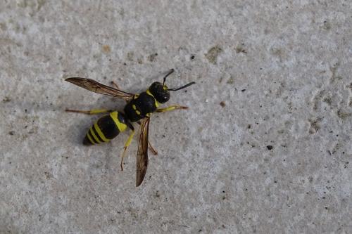Réf. 200 386 : Ancistrocerus sp.