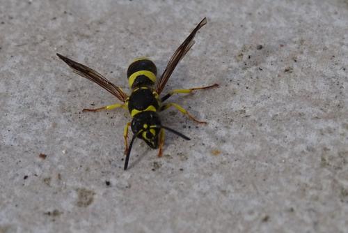 Réf. 200 387 : Ancistrocerus sp.