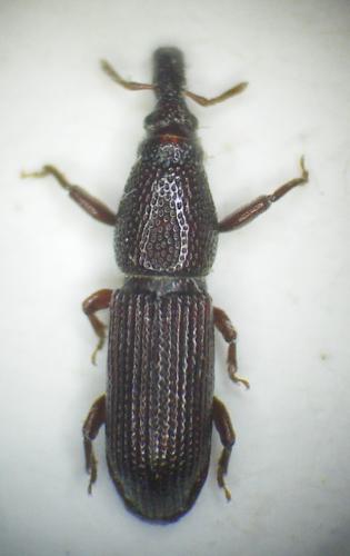 Euophryum rufum