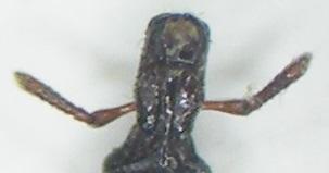 Euophryum rufum