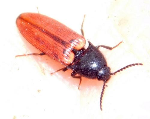 Réf. 200 890 : Ampedus sp.
