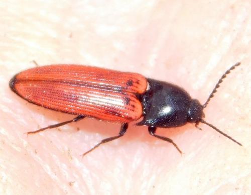 Ampedus sp.