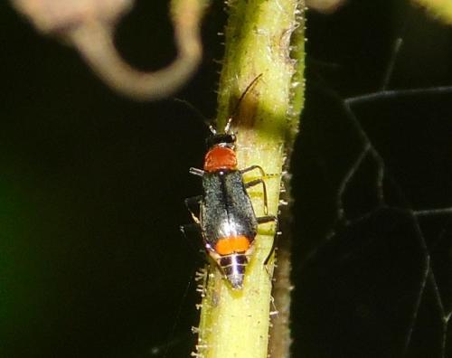 Axinotarsus ruficollis