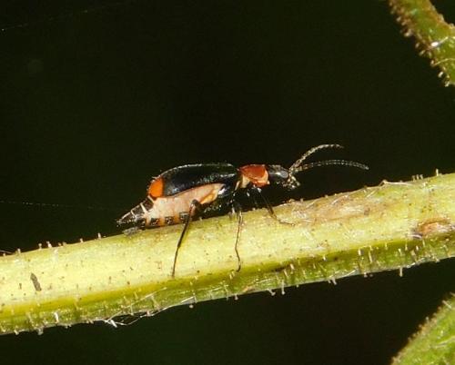 Axinotarsus ruficollis