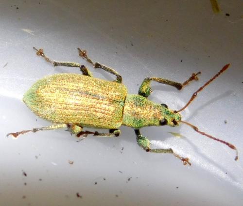 Phyllobius argentatus