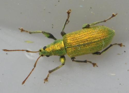 Phyllobius argentatus