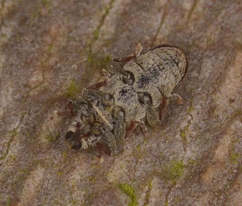 Tychius cuprifer