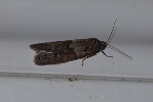 Réf. 200 990 : Tortricodes alternella