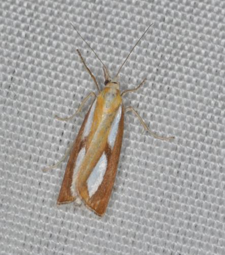 Réf. 200 045 : Catoptria pinella