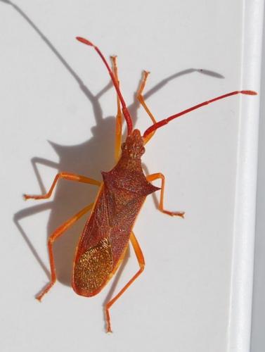 Gonocerus insidiator