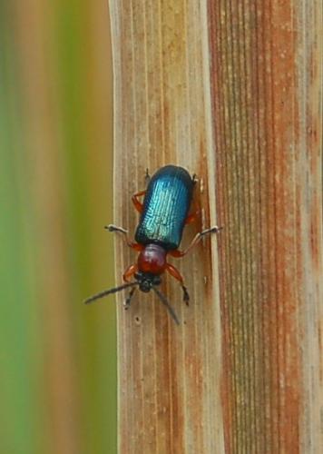 Réf. 200 264 : Oulema sp.