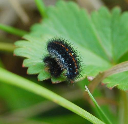 Réf. 200 228 : Coscinia striata