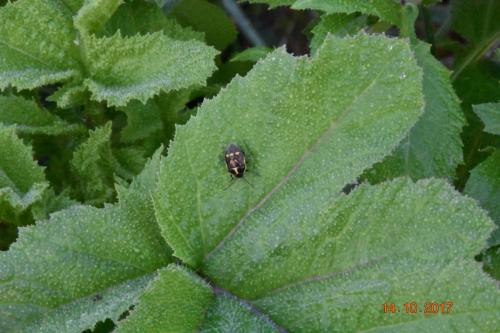 Eurydema oleracea