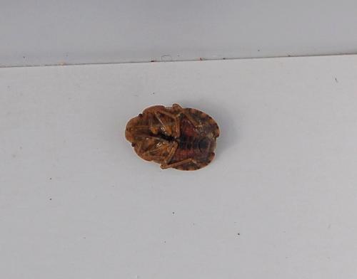 Réf. 200 233 : Sciocoris homalonotus