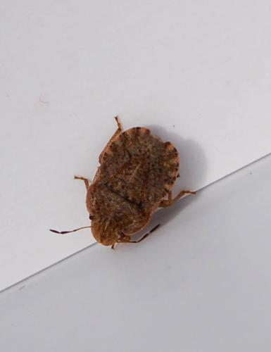 Sciocoris homalonotus