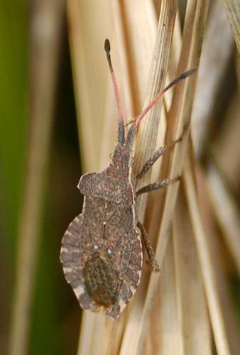 Réf. 200 227 : Enoplops scapha