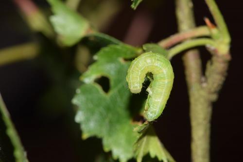 Operophtera brumata