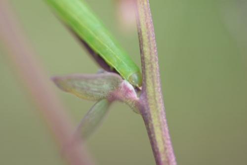 Réf. 200 847 : Aporophyla lueneburgensis