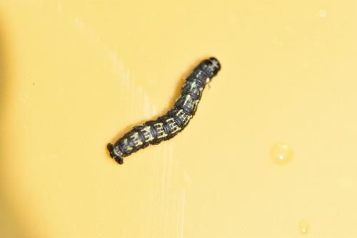 Agriopis leucophaearia