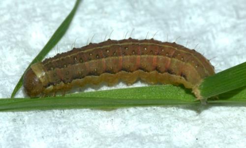 Réf. 200 308 : Agrochola lunosa