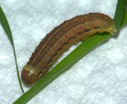 Réf. 200 309 : Agrochola lunosa