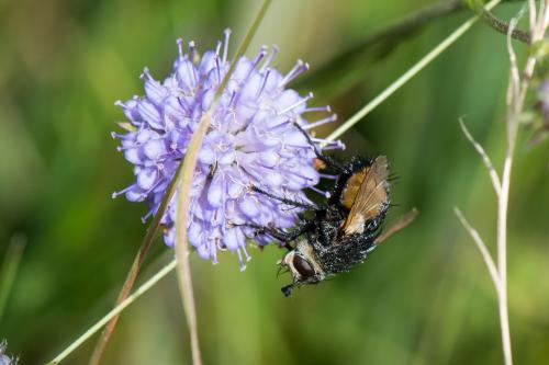 Nowickia ferox