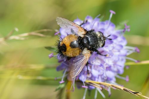 Nowickia ferox