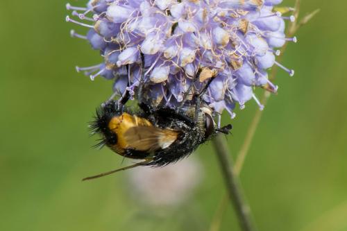 Nowickia ferox
