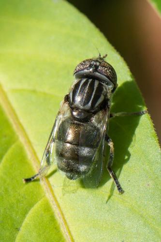 Réf. 200 564 : Eristalinus aeneus