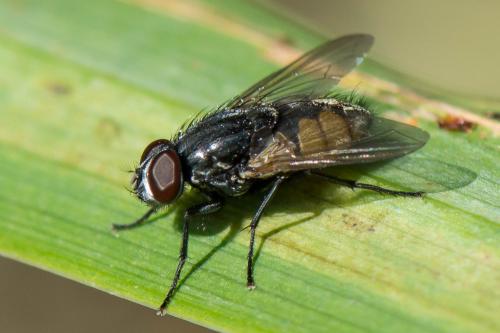 Réf. 200 601 : Musca larvipara