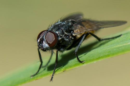 Musca larvipara