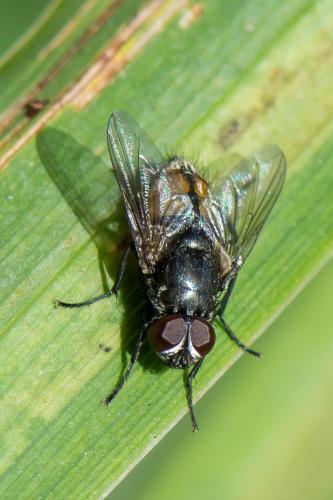 Musca larvipara