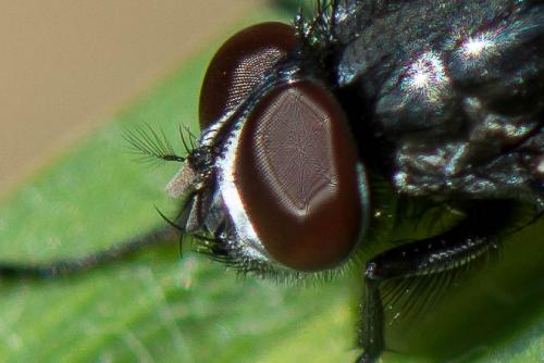 Musca larvipara