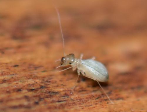 Badonnelia titei