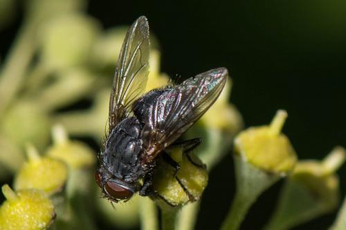 Calliphora vicina