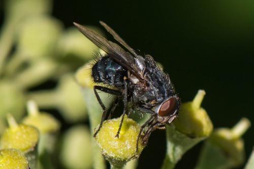 Calliphora vicina