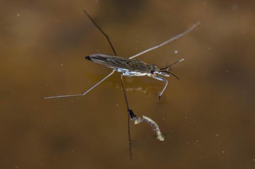 Réf. 200 668 : Gerris gibbifer