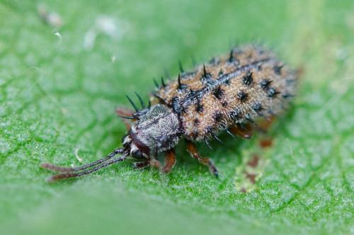 Dicladispa occator