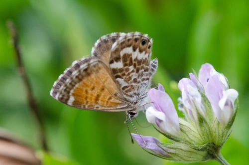 Cyclyrius webbianus