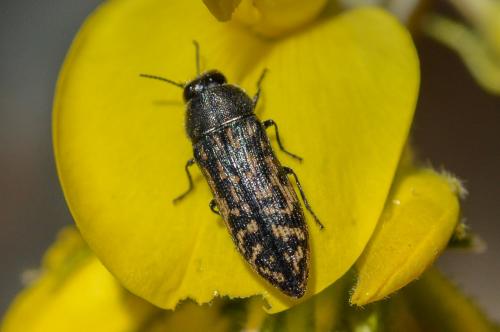 Réf. 200 514 : Acmaeodera sp.