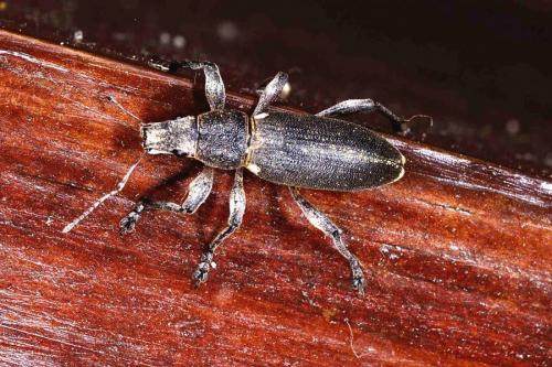 Brachyderes lusitanicus