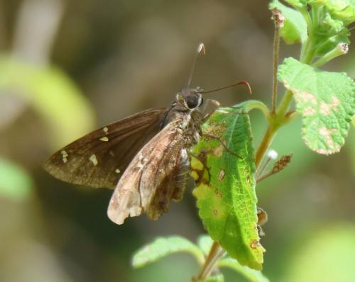 Chioides vintra
