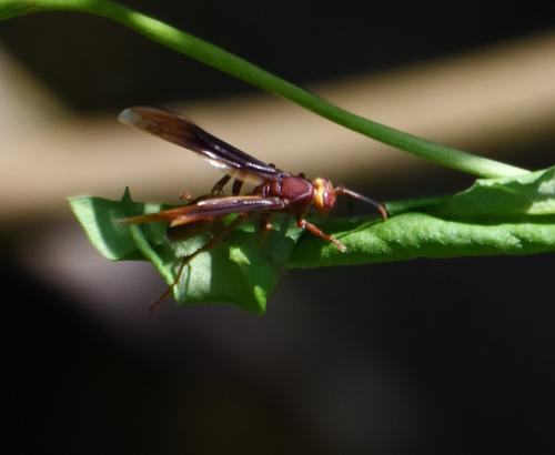 Polistinae