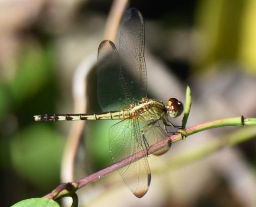 Réf. 200 231 : Erythrodiplax umbrata